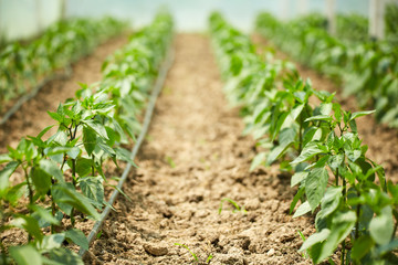 Pepper seedlings in a greenhouse