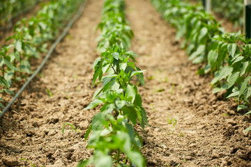 Pepper seedlings in a greenhouse