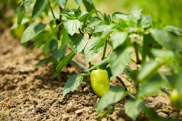 Bell peppers in a greenhouse