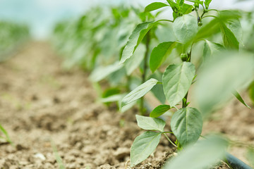 Pepper seedlings in a greenhouse