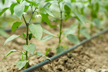 Pepper seedlings in a greenhouse