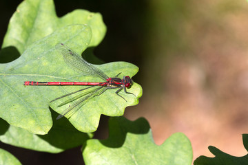Frühe Adonislibelle auf einen Eichenblatt
Large red damselfly on a oak leaf