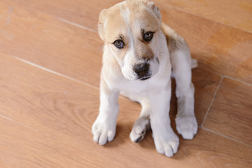Central Asian Shepherd puppy sitting on the floor