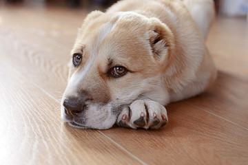 Obraz premium Central Asian Shepherd puppy lying on the floor