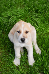 Central Asian Shepherd puppy outside on the grass