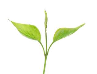Green branch isolated on white