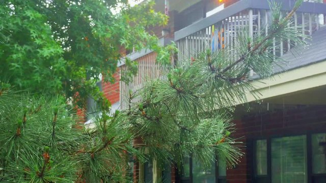 Trees In Heavy Rain heavy rain Thuja tree
