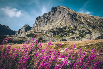 Flowers in Tatra Mountains National Park, Poland