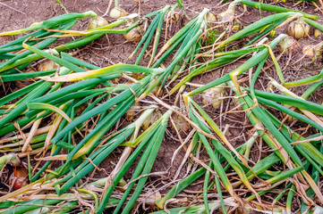 Ripe onions waiting for the harvest