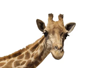 Papier Peint photo autocollant Girafe Girafe isolé sur fond blanc