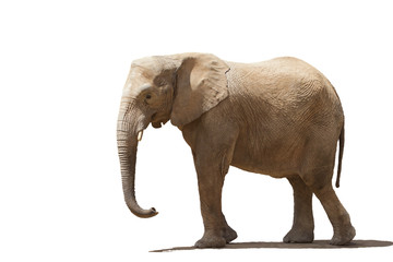 Elefante africano isolado em fundo branco