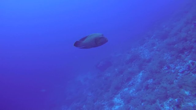 Napoleonfish, Double-headed parrot-fish, Giant maori wrasse or Humphead maori wrasse (Cheilinus undulatus) swimming in blue water, Red sea, Egypt, Africa
