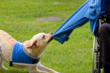 Dog removes the jacket to his disabled owner. - obrazy, fototapety, plakaty