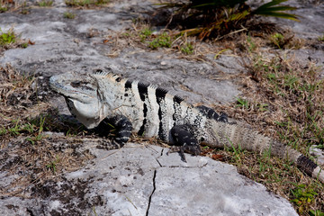 White Iguana
