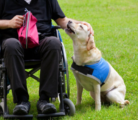 Labrador guide dog and his disabled owner - obrazy, fototapety, plakaty