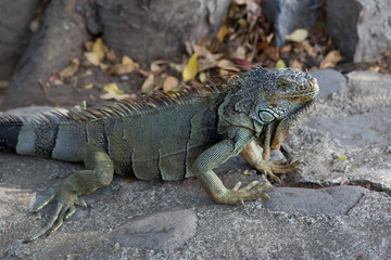 Iguana