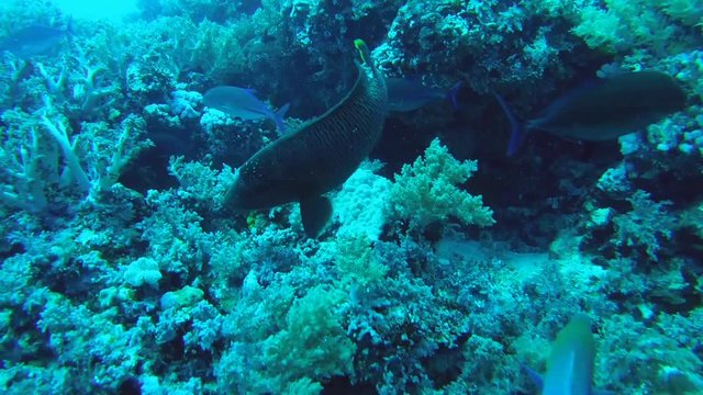 Napoleonfish, Double-headed parrot-fish, Giant maori wrasse or Humphead maori wrasse (Cheilinus undulatus) It feeds on a coral reef, Red sea, Egypt, Africa
