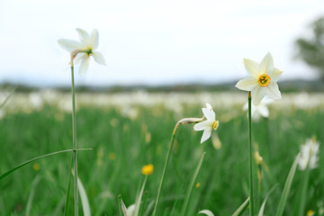 Fototapeta na wymiar Beautiful daffodil flowers on meadow with sunlight