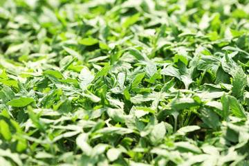 Young plants growing in greenhouse, closeup