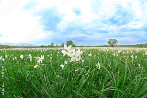 29 besten board bilder auf meadow quot beautiful daffodil flowers on meadow with sunlight 29 besten board bilder auf meadow quot beautiful daffodil flowers on meadow with sunlight