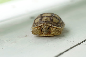 african spurred tortoise or geochelone sulcata