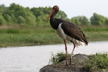 Obraz premium Black stork, Ciconia nigra