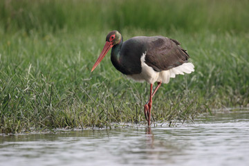 Black stork, Ciconia nigra