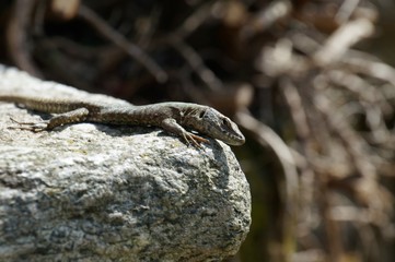 A common wall lizard Podarcis muralis looks calmly and attentive in the direction of the observer. He is at the edge of a grey and white mottled crude stone. May, North Italy.