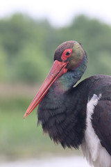 Black stork, Ciconia nigra