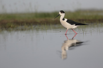 Black-winged stilt, Himantopus himantopus