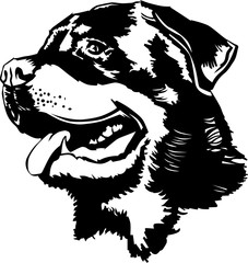 Rottweiler head drawing - obrazy, fototapety, plakaty