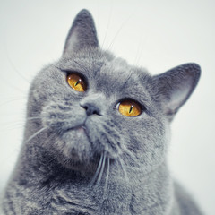 gray shorthair British cat