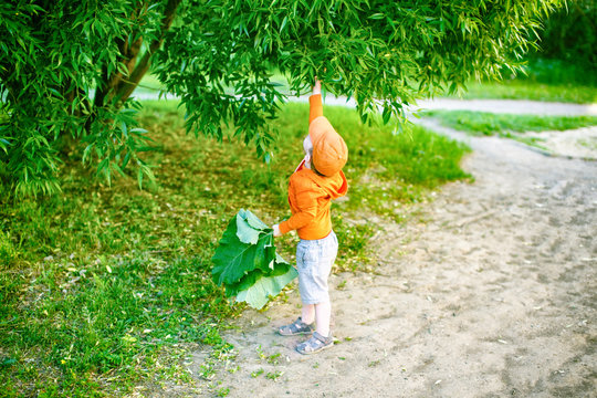 child plucks the leaves from the tree. the little boy is not able to care of nature. the concept of caring for the environment