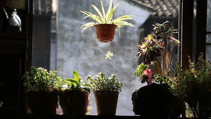 Hanging plant on window frame of room with other beautiful flowerpots - Powered by Adobe