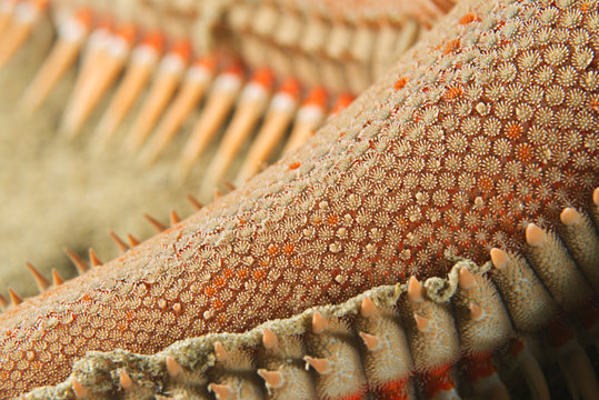 Extreme close-up of Sand Seastar in Mediterranean sea