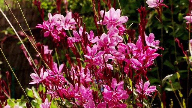fleurs de gaura roses, expos&eacute;es au vent