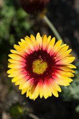 Indian Blanket flower