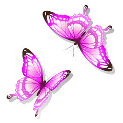 butterflies design