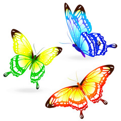 butterflies design