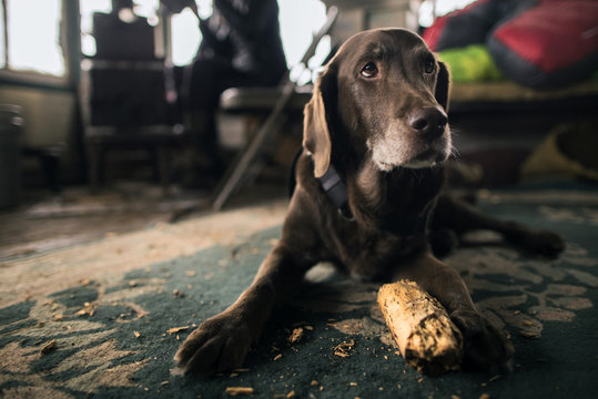 Close-up of dog relaxing on carpet in cottage