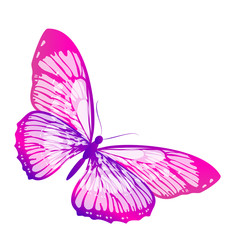 butterflies design