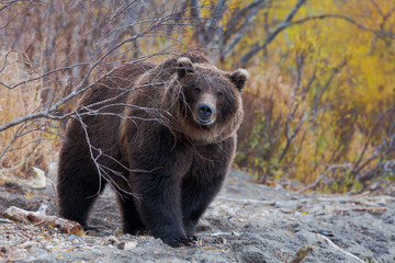   brown   bear