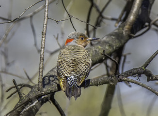 Northern Flicker