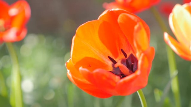 Beautiful red Tulips in the garden with green natural background 4K 2160p 30fps UltraHD footage - Tulips natural outdoor garden background 4K 3840X2160 UHD video