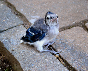 Baby Blue Jay on the ground