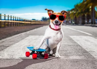 Abwaschbare Fototapete Skaterhund auf Skateboard © Javier brosch