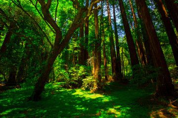 Fototapeta premium Beautiful shot of the deep woods full of green trees in the American West