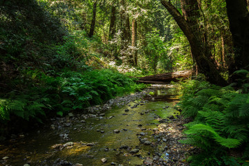 Obraz premium Beautiful shot of the deep woods full of green trees in the American West