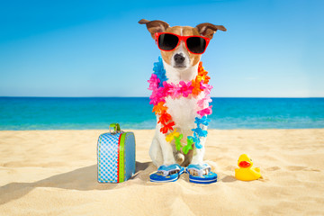 tourist dog at the beach