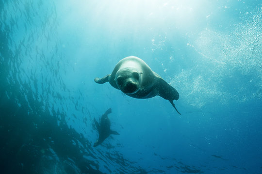 Low angle view of seals swimming in sea